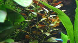 Foto mit Ludwigia repens Rubin