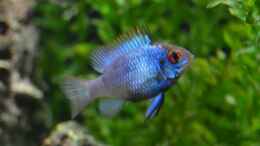 Foto mit Mikrogeophagus ramirezi blue Electric