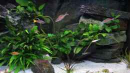 aquarium-von-marco-hunziker-becken-4160_Cryptocoryne crispatula (vorne)