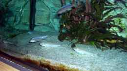 aquarium-von-rainer-voellmer-becken-4168_