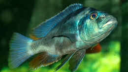 aquarium-von-abdullah-oezer-malawi-becken_Nimbochromis livingstonii