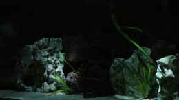 aquarium-von-abdullah-oezer-malawi-becken_Mondlicht...