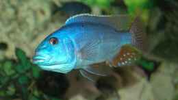 aquarium-von-abdullah-oezer-malawi-becken_Nimbochromis Fuscoteaniatus Jungfisch NZ