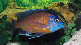 aquarium-von-abdullah-oezer-malawi-becken_C.Kadango Bock