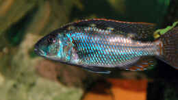 aquarium-von-abdullah-oezer-malawi-becken_Nimbochromis Fuscoteaniatus