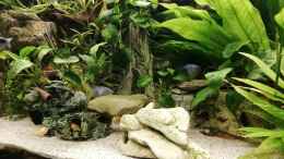 aquarium-von-chinese-inai-sued-ost-asia-becken_update