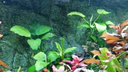 aquarium-von-chinese-inai-sued-ost-asia-becken_Anubis 2