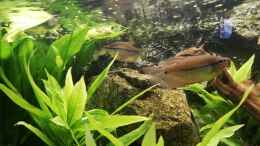 aquarium-von-chinese-inai-sued-ost-asia-becken_Marmor Fadenfisch