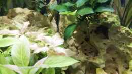 aquarium-von-sarah-schneider-neocaridina-becken_Bucephalandra & Anubia