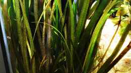 aquarium-von-sarah-schneider-neocaridina-becken_Vallisneria spiralis Tiger