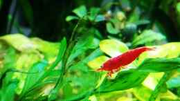 aquarium-von-sarah-schneider-neocaridina-becken_Bloody Marry Sakura Garnele