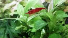 aquarium-von-sarah-schneider-neocaridina-becken_Bloody Mary Neocaridina