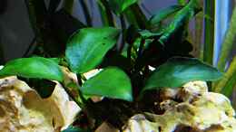 aquarium-von-sarah-schneider-neocaridina-becken_Anubias nana mini