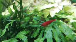 aquarium-von-sarah-schneider-neocaridina-becken_Bloody Mary Neocaridina