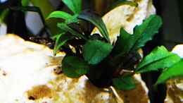 aquarium-von-sarah-schneider-neocaridina-becken_Bucephalandra so. Brownie Jade