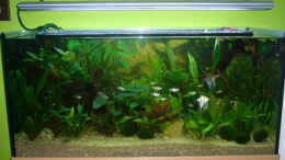 aquarium-von-joachim-reinhardt-becken-4199_