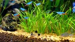 aquarium-von-daniel-hentschel-becken-4201_Neons und Corys