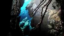 aquarium-von-bermuda-3eck-blue-hole_Die Fototapete mit den Wurzeln und Styroporfelsen