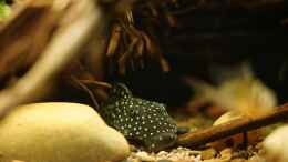 aquarium-von-jonas-b--amazonas-biotop_L 142 Snowball