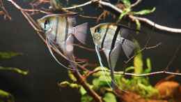 aquarium-von-jonas-b--amazonas-biotop_7 Skalar im Becken