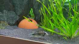 aquarium-von-princess-nala-zwergenland------in-progress_Apistogramma rositae (m)