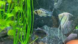 aquarium-von-princess-nala-zwergenland------in-progress_Apistogramma rositae (m)