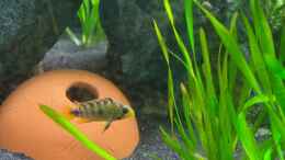 aquarium-von-princess-nala-zwergenland------in-progress_Apistogramma rositae (f)