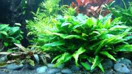 aquarium-von-saija-aufgeloest---drei-kontinente_Cryptocoryne becketti ?