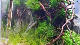 aquarium-von-julia-s--grown-out-roots_23.10.2020 - Eleocharis