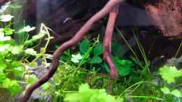 aquarium-von-julia-s--grown-out-roots_23.10.2020 - div