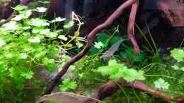 aquarium-von-julia-s--grown-out-roots_Hydrocotyle tripartita, dahinter Cryptocoryne parva und Anub