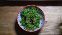 aquarium-von-junglist-iwagumi-style_Sphagnum Moos