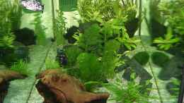 aquarium-von-joerg-fackler-becken-4225_