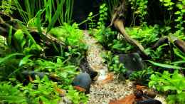 aquarium-von-okefenokee-the-meadow--aufgeloest-_