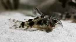 aquarium-von-heike-fuchs-mein-suedamerika_Corydoras paleatus 