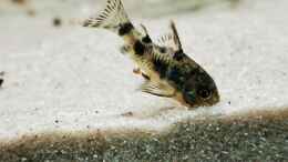 aquarium-von-heike-fuchs-mein-suedamerika_Corydoras paleatus 