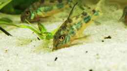 aquarium-von-heike-fuchs-mein-suedamerika_Corydoras paleatus 