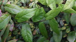 aquarium-von-junglist-im-reich-der-halbschnaebler-und-pferdekopfschmerlen_Ficus sagittata