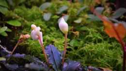 aquarium-von-junglist-im-reich-der-halbschnaebler-und-pferdekopfschmerlen_Blüte Bucephalandra