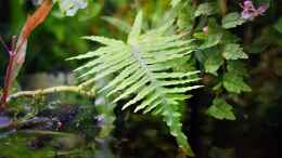 aquarium-von-junglist-im-reich-der-halbschnaebler-und-pferdekopfschmerlen_Polypodium formosanum