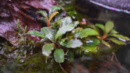 aquarium-von-junglist-im-reich-der-halbschnaebler-und-pferdekopfschmerlen_Bucephalandra sp. Red