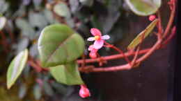 aquarium-von-junglist-im-reich-der-halbschnaebler-und-pferdekopfschmerlen_Begonia schulzii