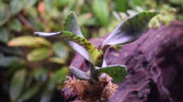 Foto mit Neoregelia Akeso