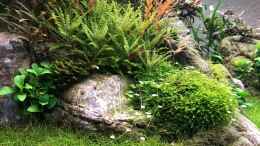 aquarium-von-der-nicky-the-canyon_Anubias mini