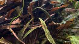 aquarium-von-bluezone-krabi-thailand-becken_Cryptocoryne wendtii und cordata var. siamensis