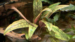 aquarium-von-bluezone-krabi-thailand-becken_Cryptocoryne cordata var. siamensis 