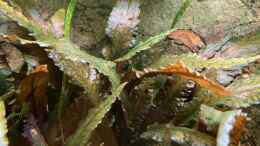 aquarium-von-bluezone-krabi-thailand-becken_Cryptocoryne wendtii braun