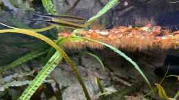 aquarium-von-bluezone-krabi-thailand-becken_Hemirhamphodon tengah vor Phyllanthus fluitans