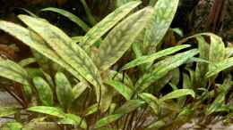 aquarium-von-bluezone-krabi-thailand-becken_Cryptocoryne cordata var.siamensis 