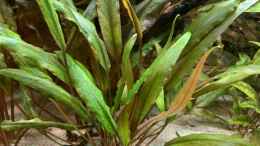 aquarium-von-bluezone-krabi-thailand-becken_Cryptocoryne undulata